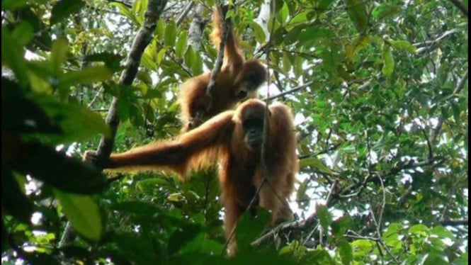 Orang Utan