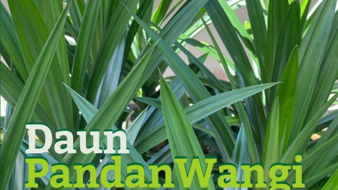 Daun Pandan Wangi