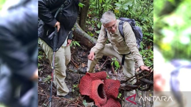Ketika Dua Bunga Rafflesia Mekar di Hutan Palupuh Agam, Sumatra Barat...