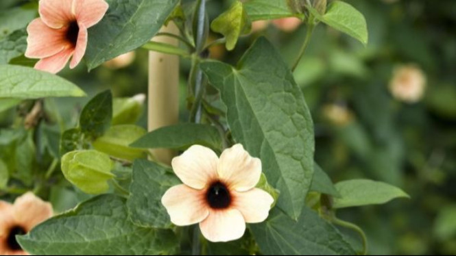 Black-Eyed Susan Vine