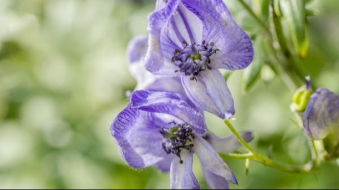 Monkshood (Aconitum napellus)