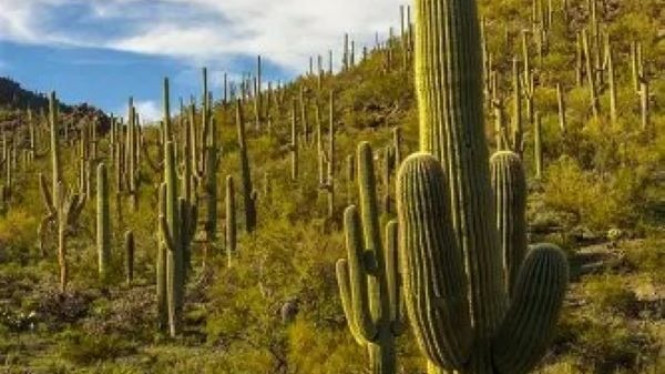 Saguaro National Park