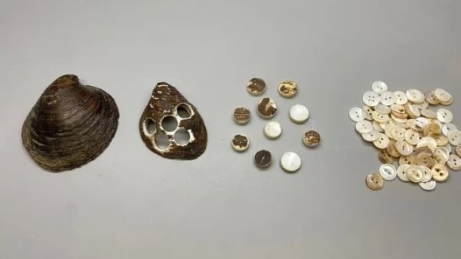Kerang Ebonyshell Diolah Menjadi Kancing