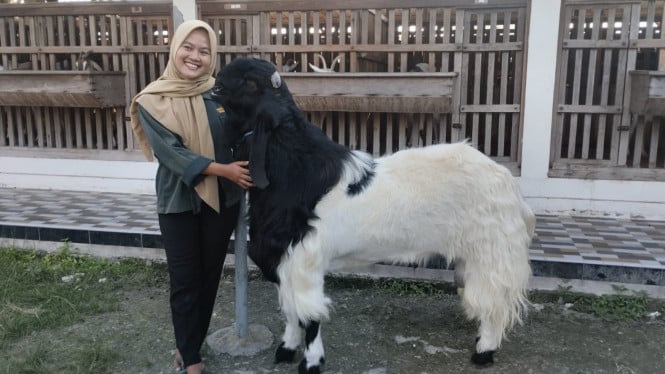 Kambingnya Besar Banget Ya...