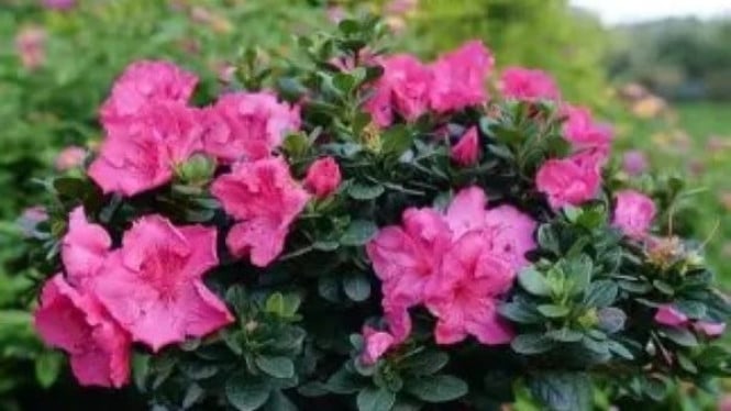Azalea