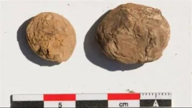 Rahasia Kentang Awet Kekaisaran Inca yang Mengubah Sejarah Pangan Dunia