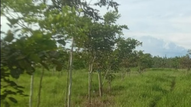 Hutan Tanaman Rakyat
