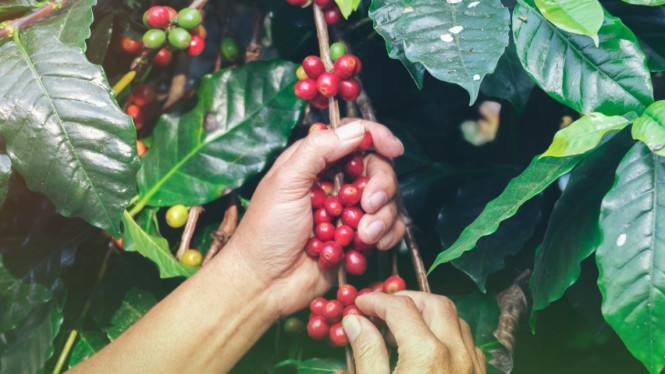 Kopi Perhutani