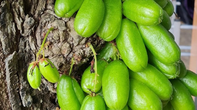 Manfaat Belimbing Wuluh untuk Kesehatan: Herbal Alami yang Berpotensi Membantu Hipertensi, Batuk, hingga Diabetes