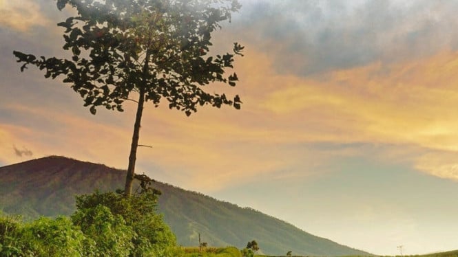 Bukit Jengkoang, Wisata Alam dengan Panorama Kebun Sayur dan Gunung Arjuno yang Memesona di Kota Batu