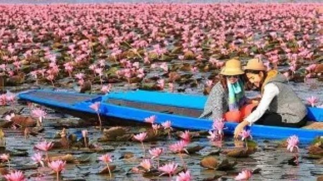 Talay Bua Daeng, Thailand