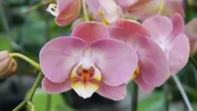 Anggrek Phalaenopsis