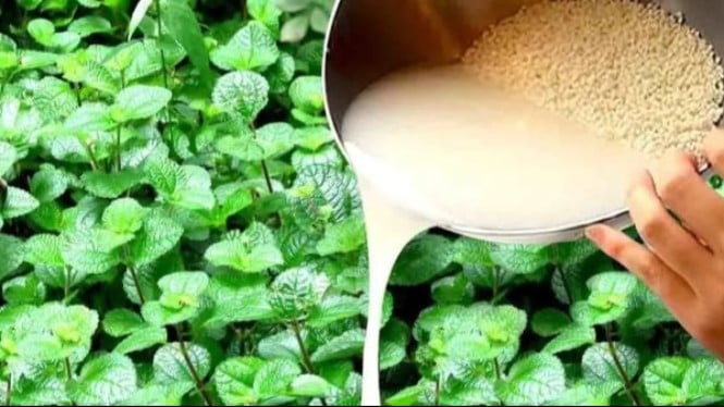 Air Cucian Beras untuk Kesuburan Tanaman