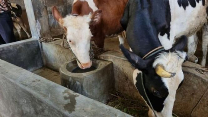 UNDIP dan ACIAR Menghadirkan Inovasi Air Minum Otomatis Sapi Perah