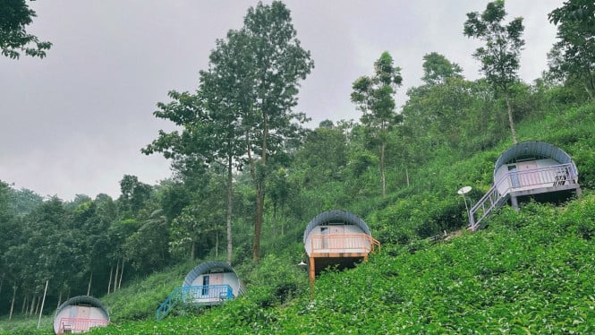 Wisata Agro Sirah Kencong