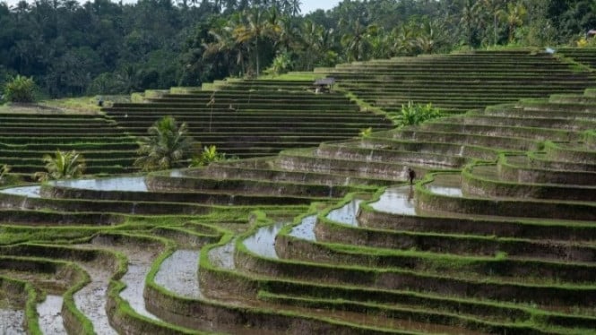 Subak, Warisan Dunia UNESCO yang Menjaga Harmoni Alam Bali