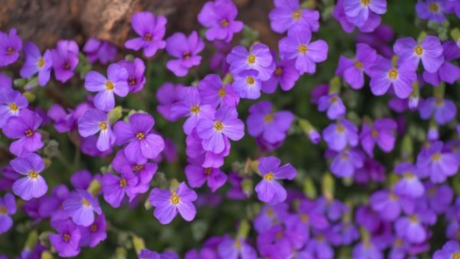 Aubrieta