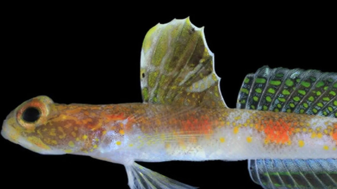 Ikan Gobi Udang Tomiyamichthys oriens sp. nov.