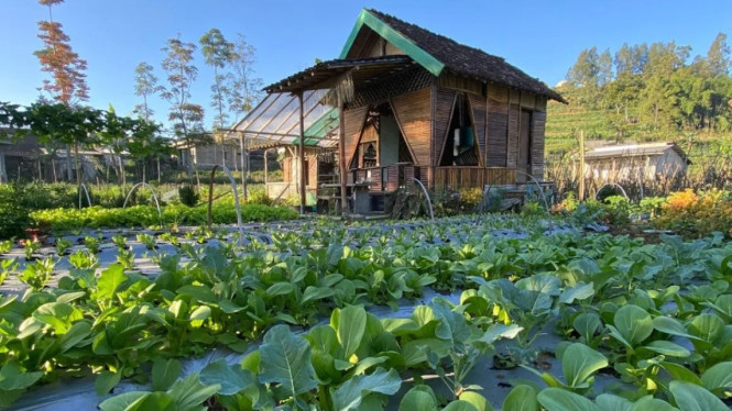 Agrowisata Sayur Sehat Pak Min