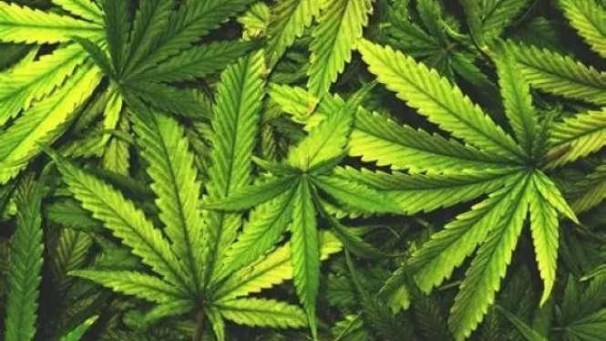 Daun Ganja (Cannabis sativa)