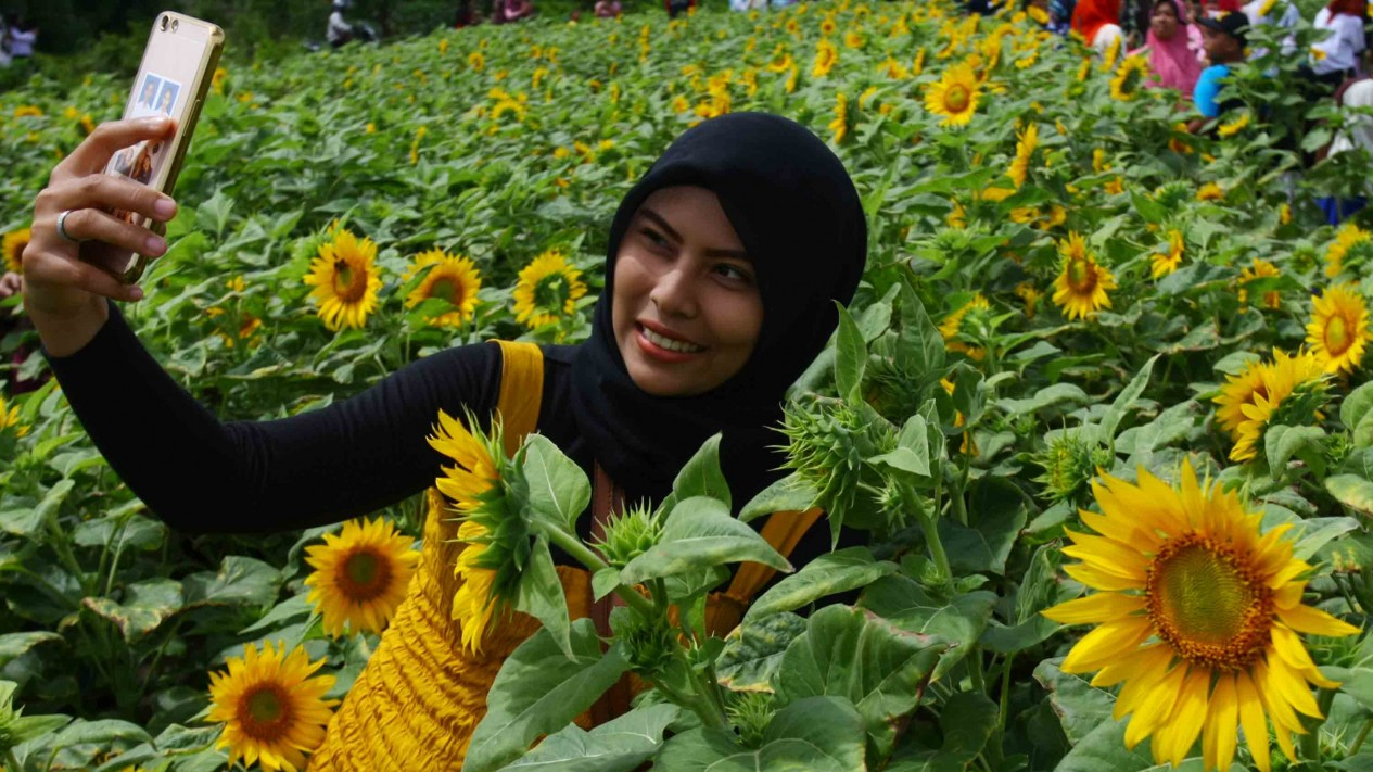 Berwisata di Hamparan Keindahan Bunga Matahari
