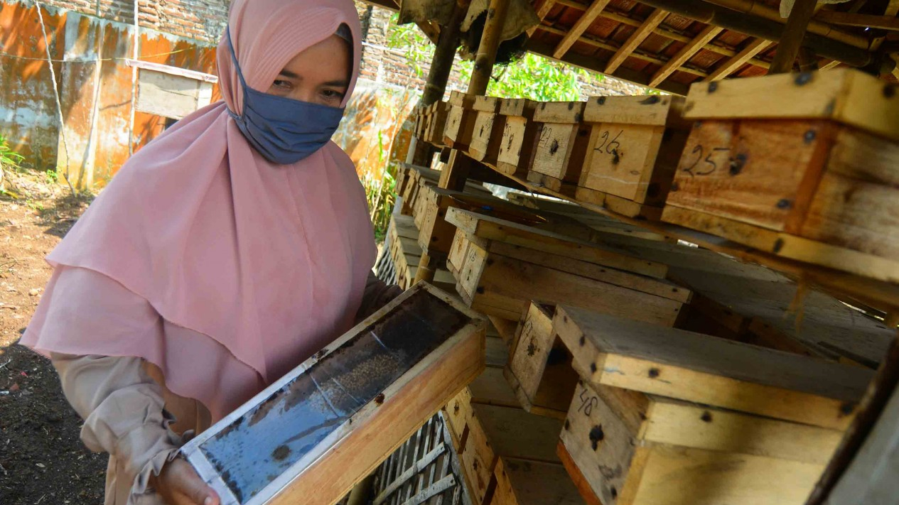 Melihat Hasil Panen Madu Lebah dan Klanceng