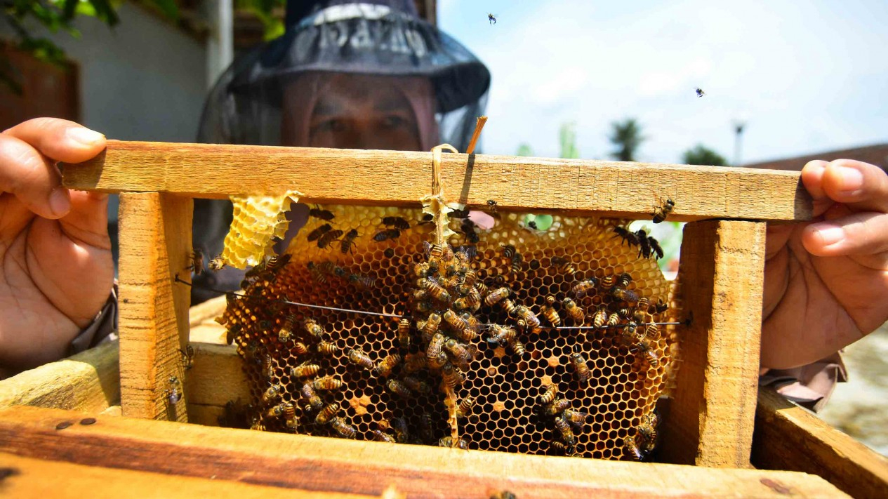 Melihat Hasil Panen Madu Lebah dan Klanceng