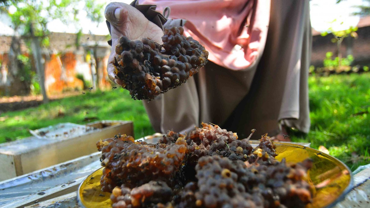 Melihat Hasil Panen Madu Lebah dan Klanceng