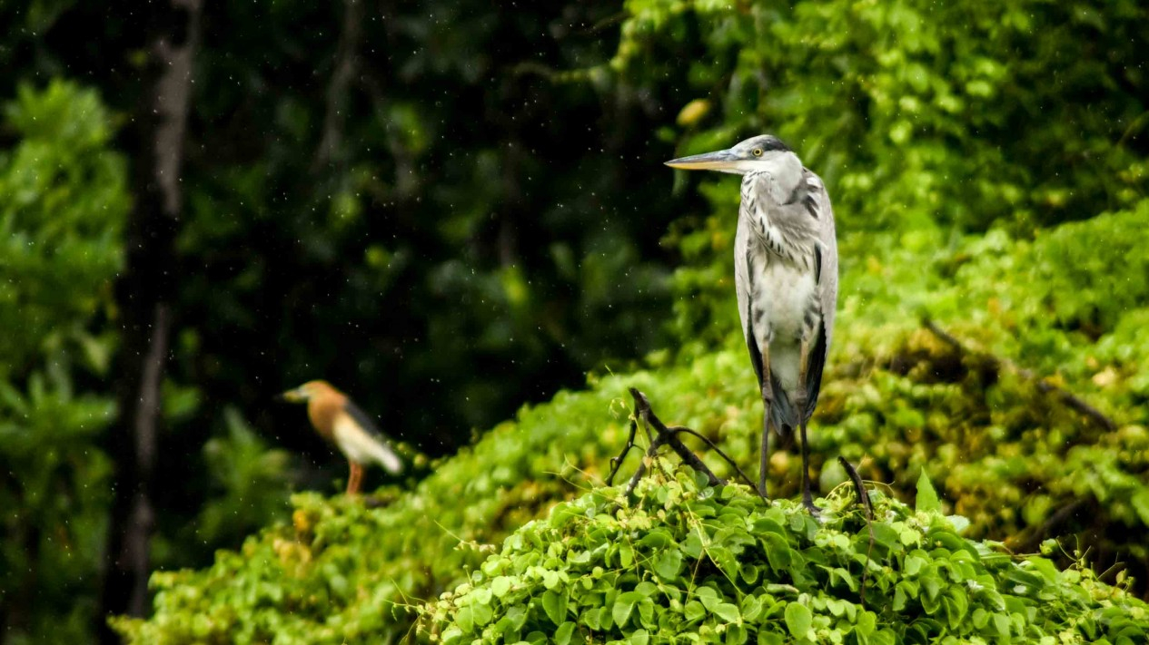 Belajar Mengenal Ekosistem dan Makhluk Hidup Hutan Lindung