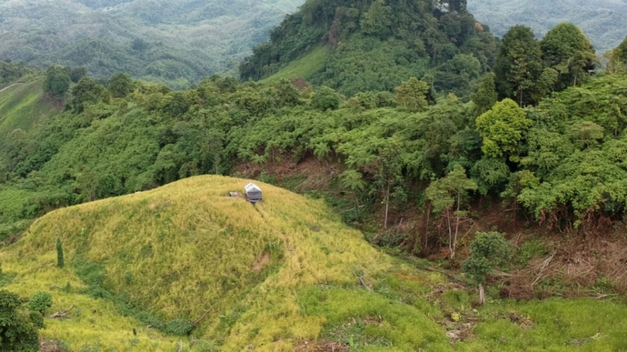 Perjuangan Petani Memanen Padi di Perbukitan
