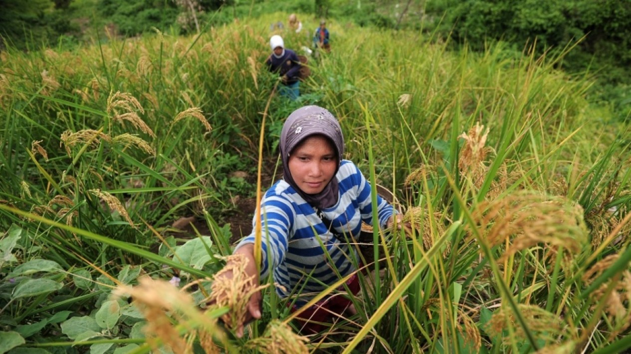 Perjuangan Petani Memanen Padi di Perbukitan