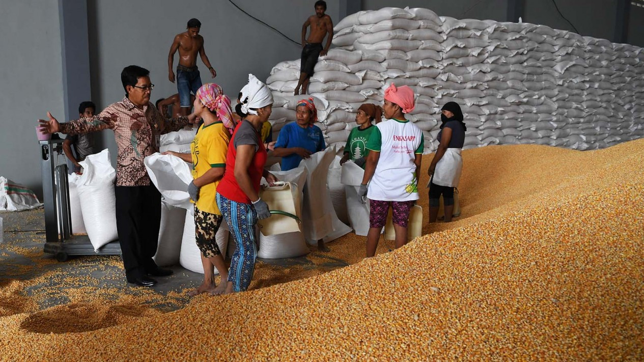Bantuan Jagung Kepada Peternak di Jawa