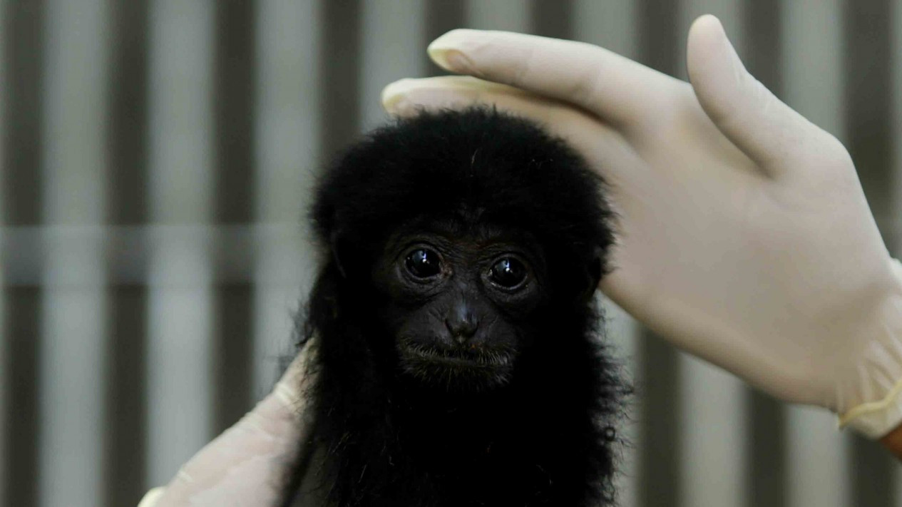 Rehabilitasi Satwa Langka, Siamang di Aceh