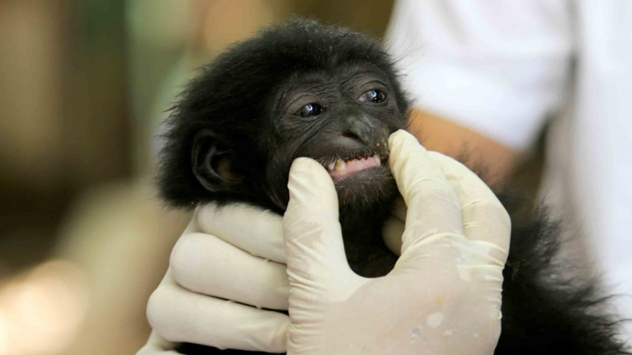 Rehabilitasi Satwa Langka, Siamang di Aceh