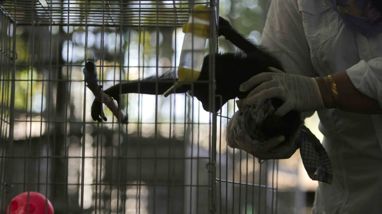 Rehabilitasi Satwa Langka, Siamang di Aceh