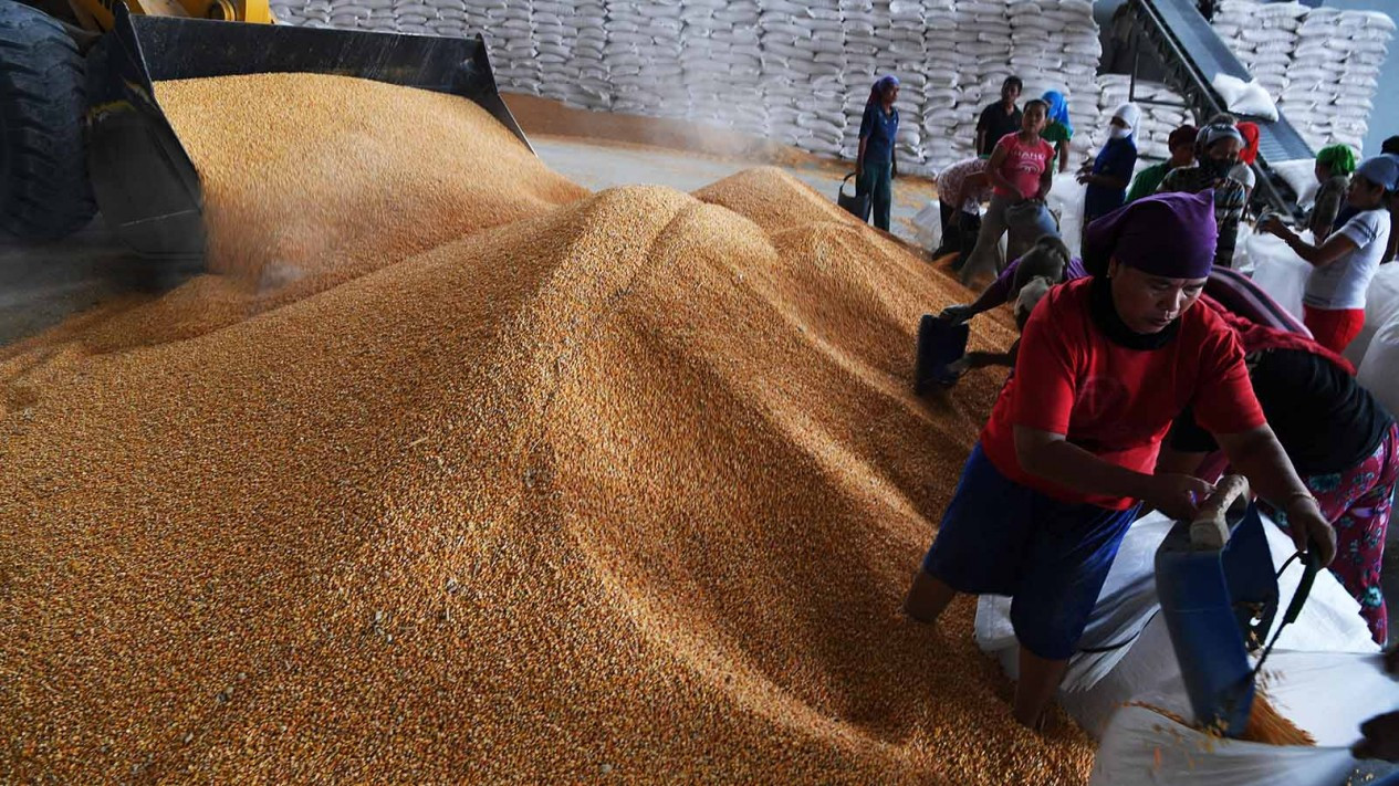 Bantuan Jagung Kepada Peternak di Jawa