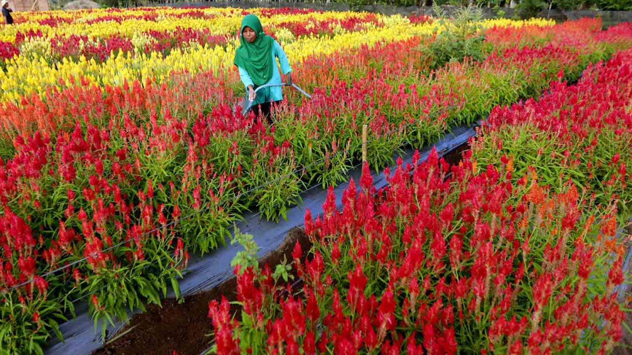 Menikmati Cantiknya Taman Bunga Celosia di Aceh