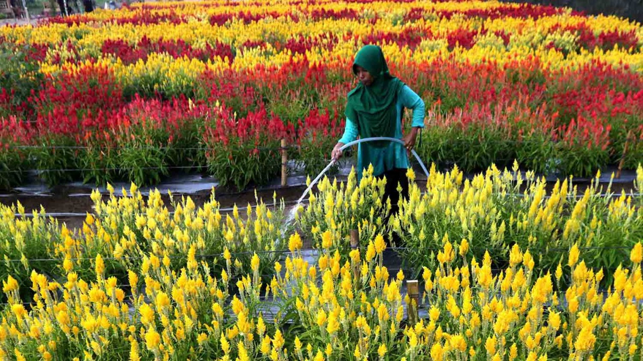 Menikmati Cantiknya Taman Bunga Celosia di Aceh