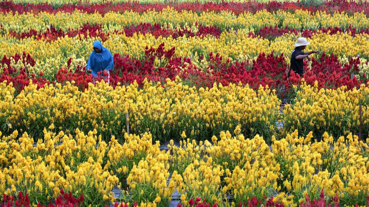Menikmati Cantiknya Taman Bunga Celosia di Aceh