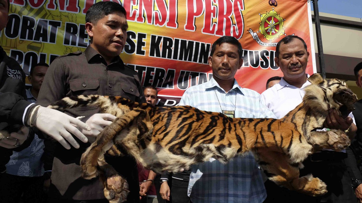 Pengungkapan Perdagangan Kulit Harimau Sumatera