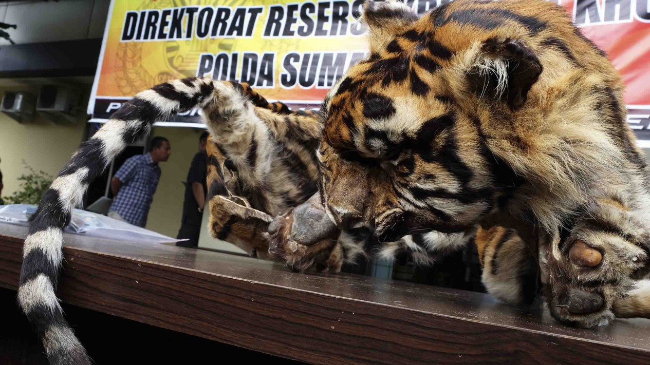 Pengungkapan Perdagangan Kulit Harimau Sumatera