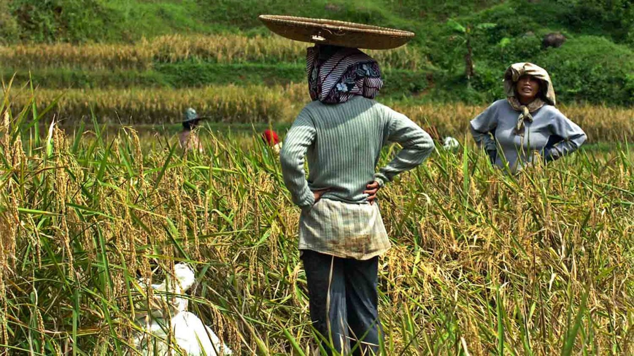 Tradisi Panen Padi Warga Kampung Naga Tasikmalaya
