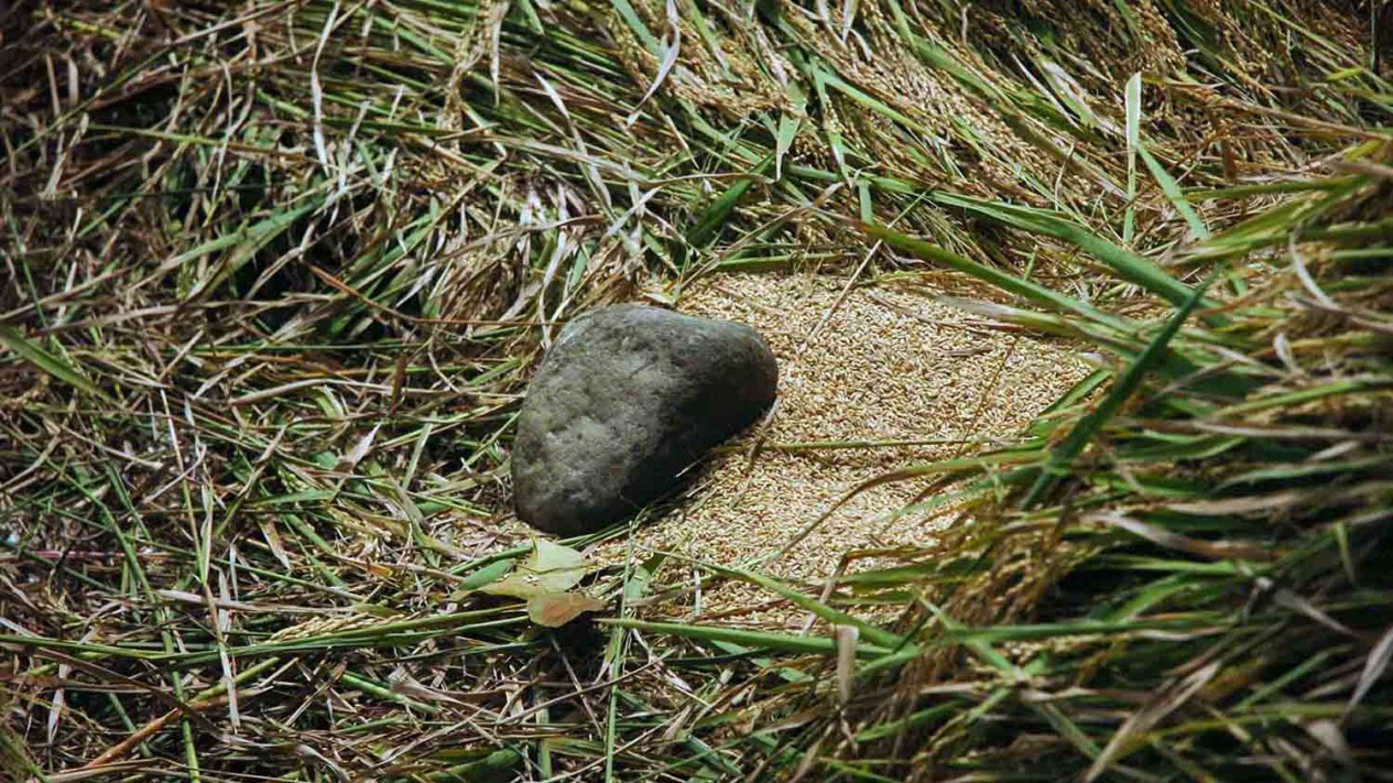 Tradisi Panen Padi Warga Kampung Naga Tasikmalaya