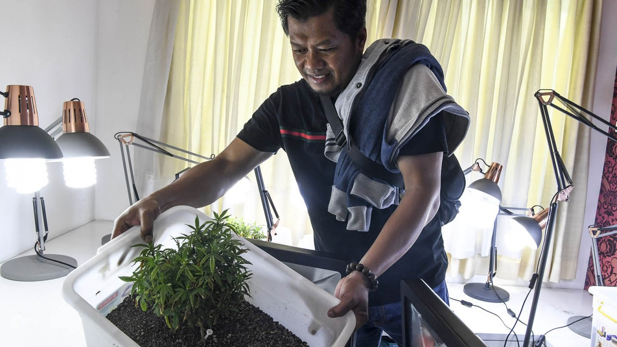 Warga Amerika Serikat Tanam Mariyuana di Apartemen