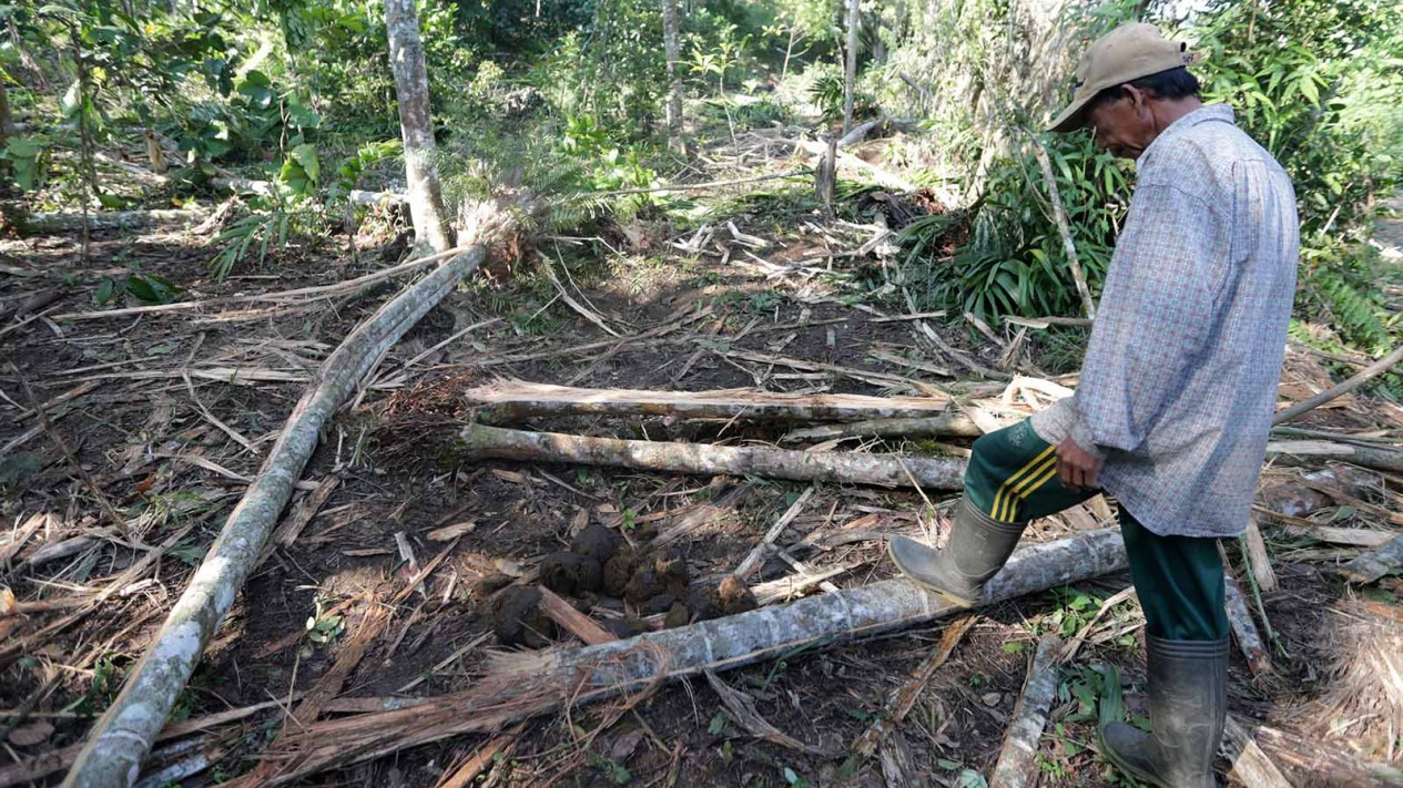 Gajah Liar Rusak Kebun Warga Aceh