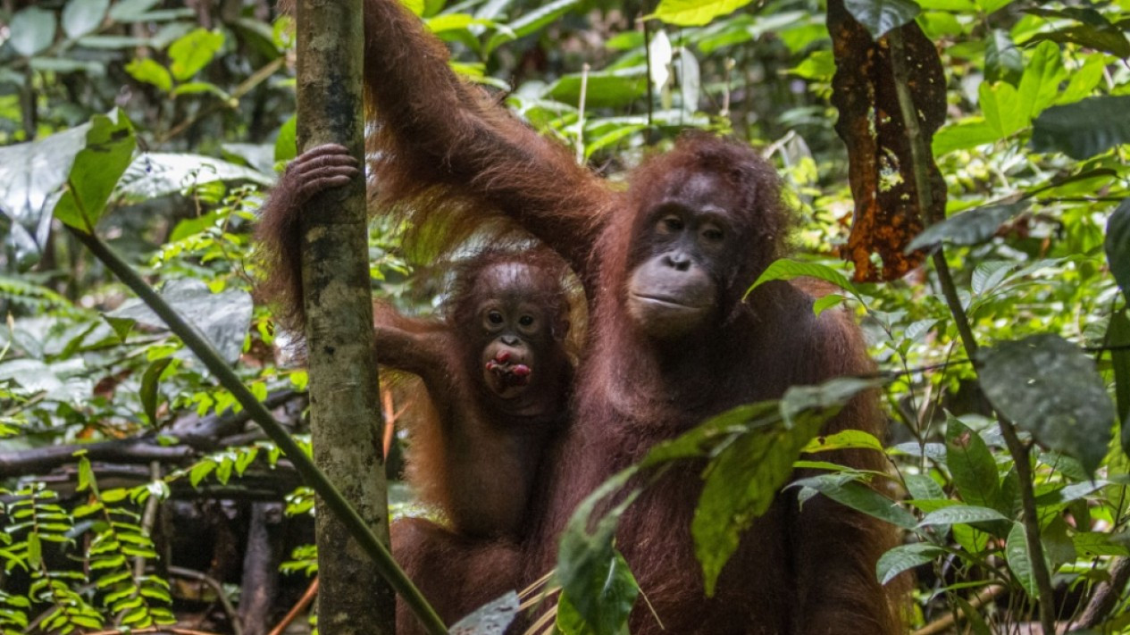 Pelepasliaran Enam Orangutan di Taman Nasional