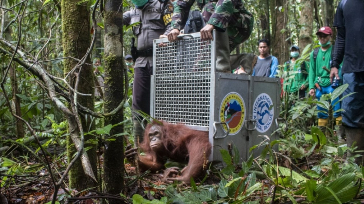 Pelepasliaran Enam Orangutan di Taman Nasional