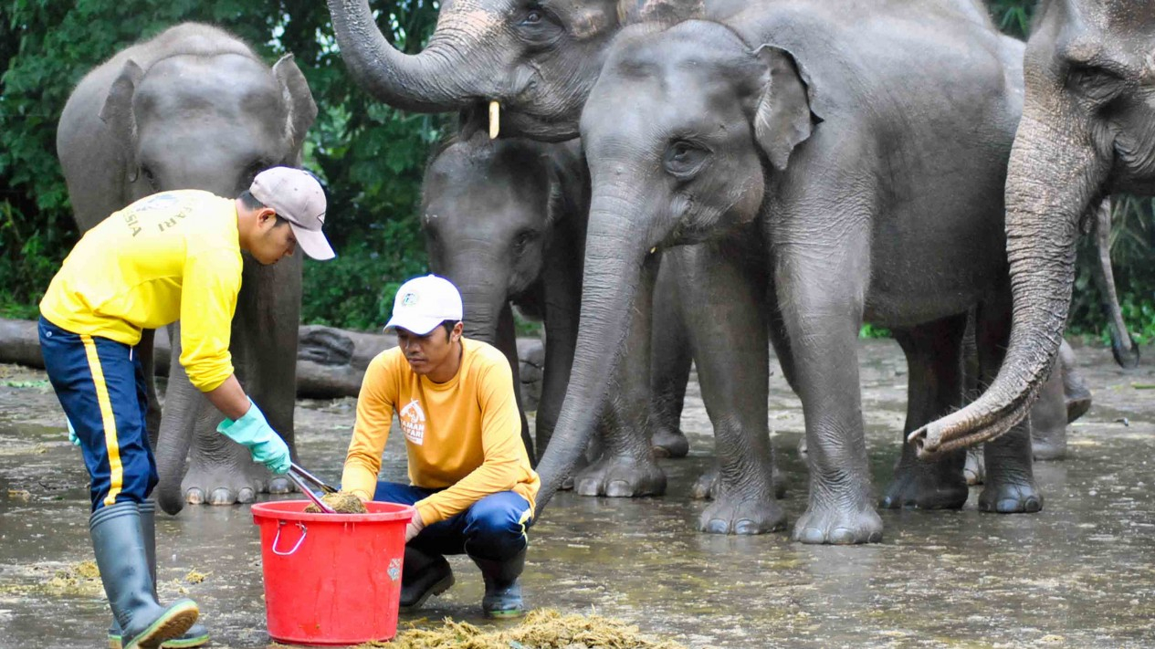 Wow, Limbah Kotoran Gajah Diolah Jadi Kertas