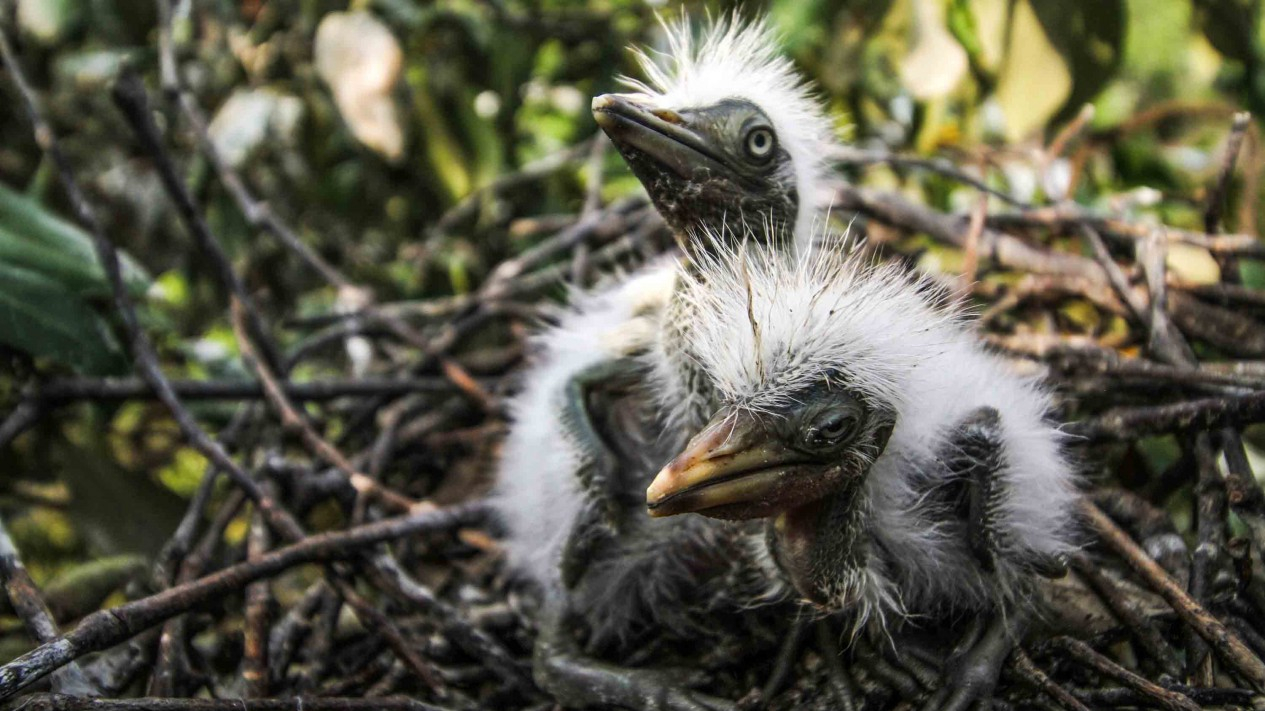Kondisi Anak Burung Kuntul yang Terancam Punah