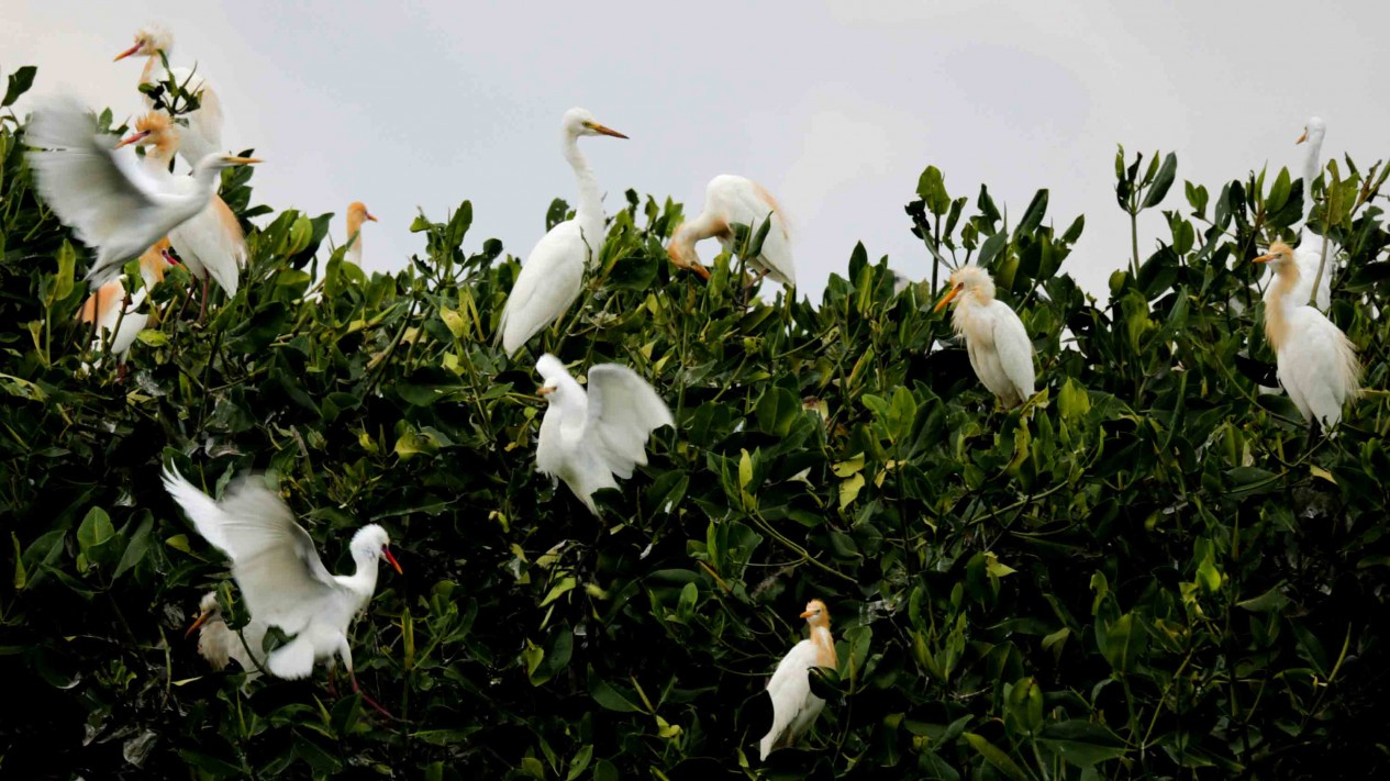 Cantik, Keberadaan Populasi Burung Kuntul di Pesisir
